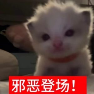 飞机杯能够带来的不只有爽，主要作用还有这些-绅士神器社